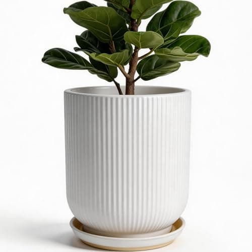 Deep Dream 10 in Ceramic Pot, tall profile, drainage hole and saucer