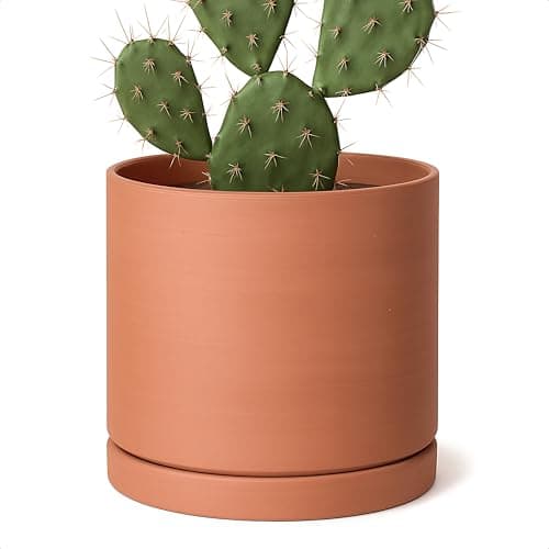 D'vine Dev Terracotta Cylinder Pot with Saucer, 8 in, unglazed