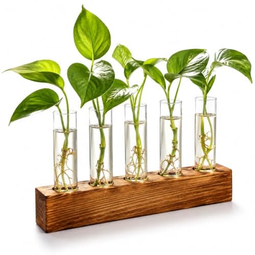 Renmxj Propagation Station with Wooden Stand