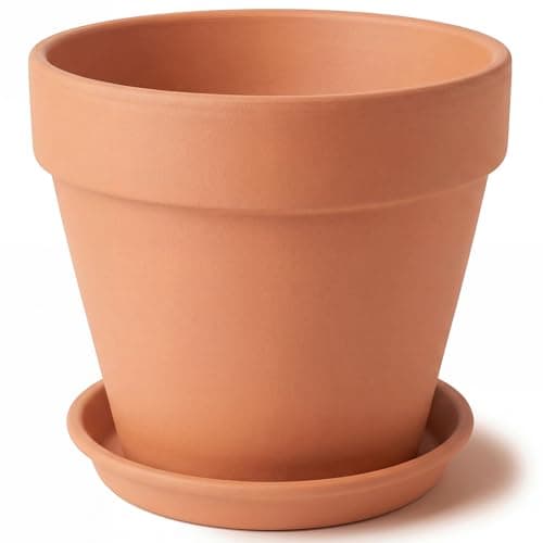 Ferrochef 12 in Terracotta Pot with Saucer