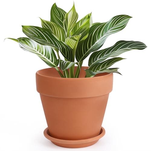 INGOFIN 10 in Terracotta Pot with Saucer