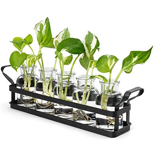 Mkono 5 Jar Desktop Propagation Station with Stand