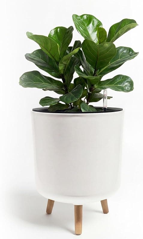 Bamworld 12 in Self Watering Pot with Water Level Indicator and Stand