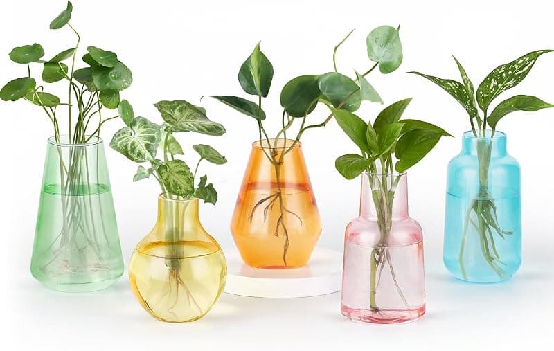Mkono Propagation Vases, 5 glass jars, assorted shapes