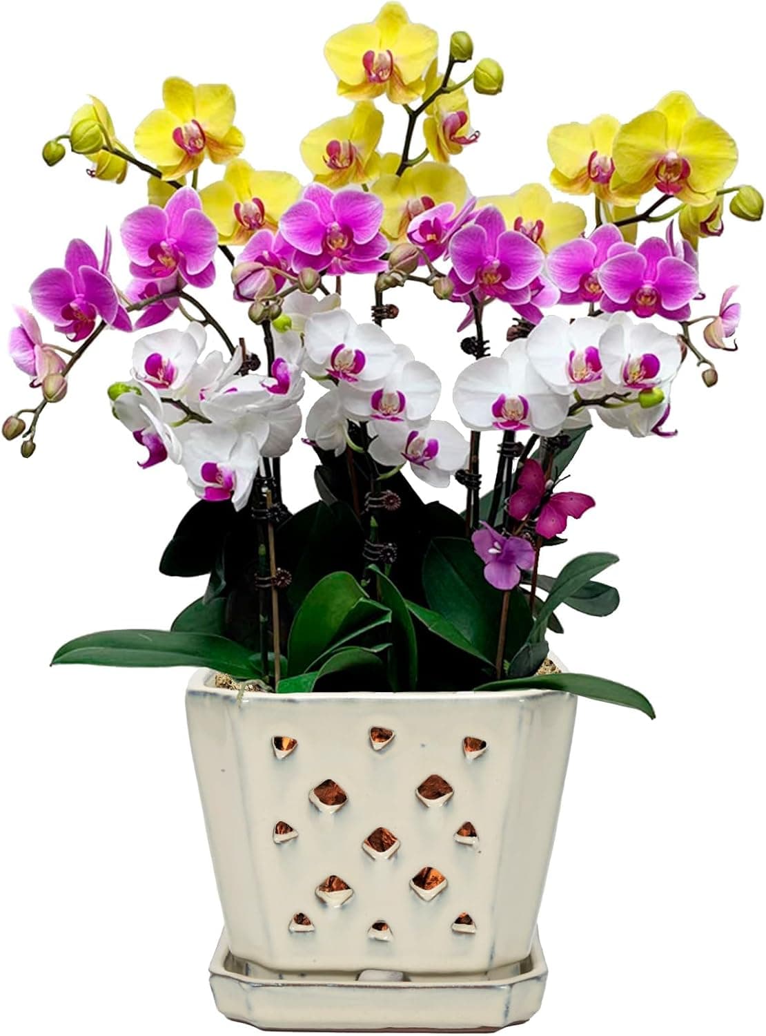 W&W Glazed Ceramic Orchid Pot with holes and saucer, 7 in