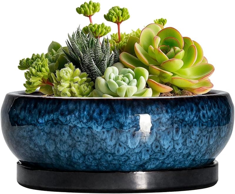 EPFamily 6 in Shallow Bonsai Pot with Drainage and Saucer