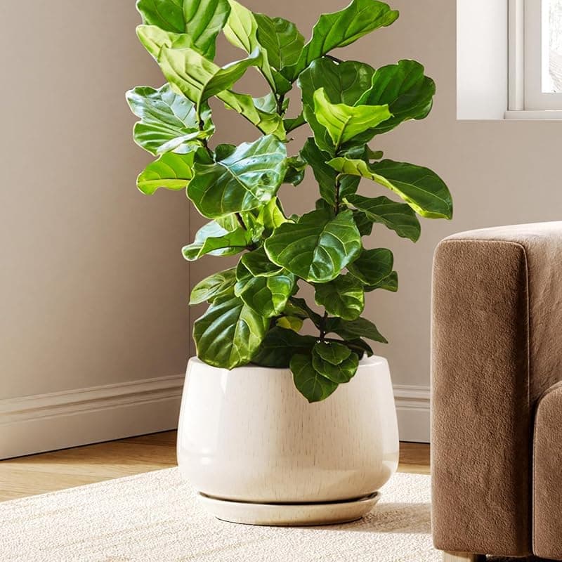 LE TAUCI 12 in Ceramic Planter with Drainage and Saucer