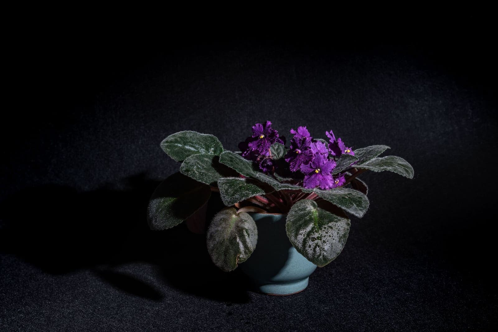 An African violet with purple flowers and fuzzy leaves in a small ceramic pot