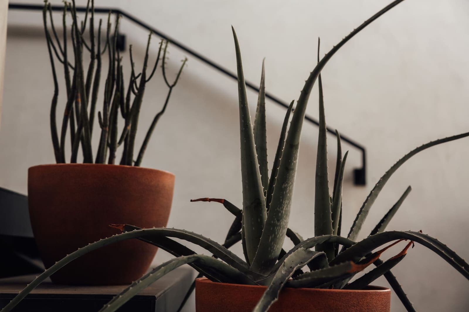 An aloe vera with long spotted leaves in a terracotta pot indoors