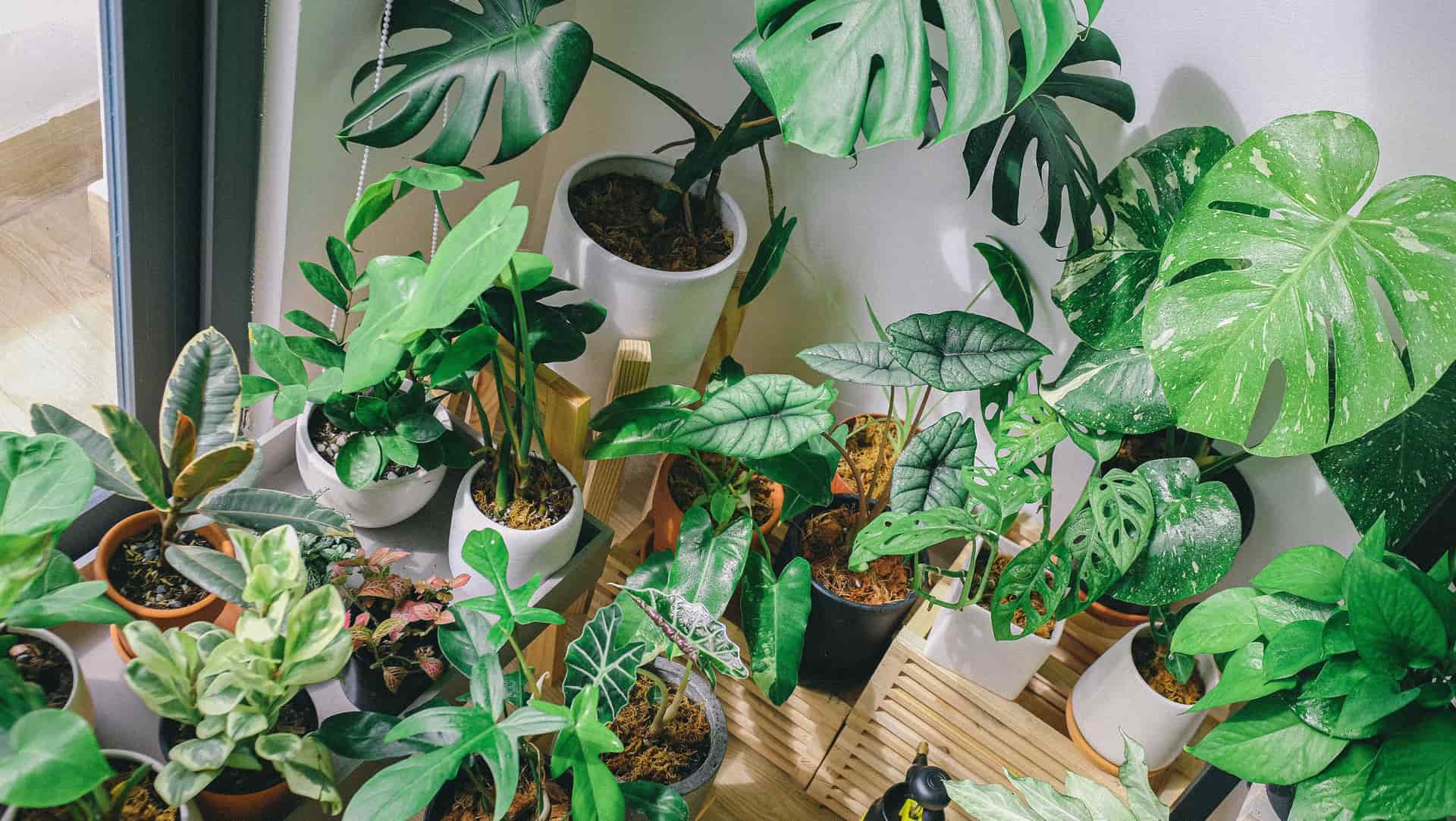 Houseplants arranged at several heights around a sunlit apartment