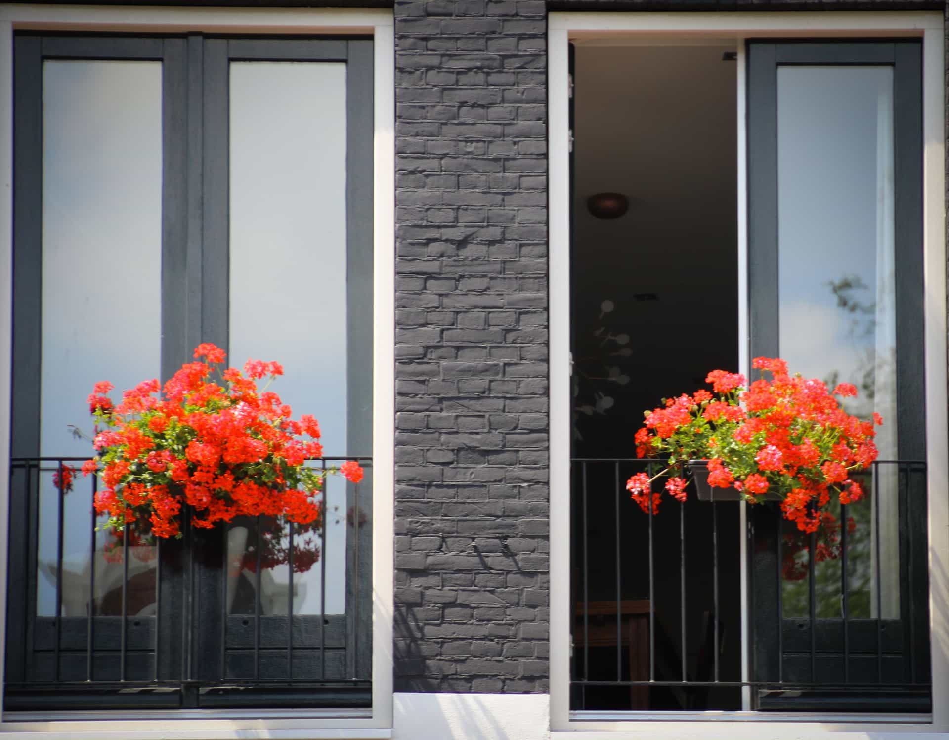 Window boxes of red geraniums mounted outside apartment windows