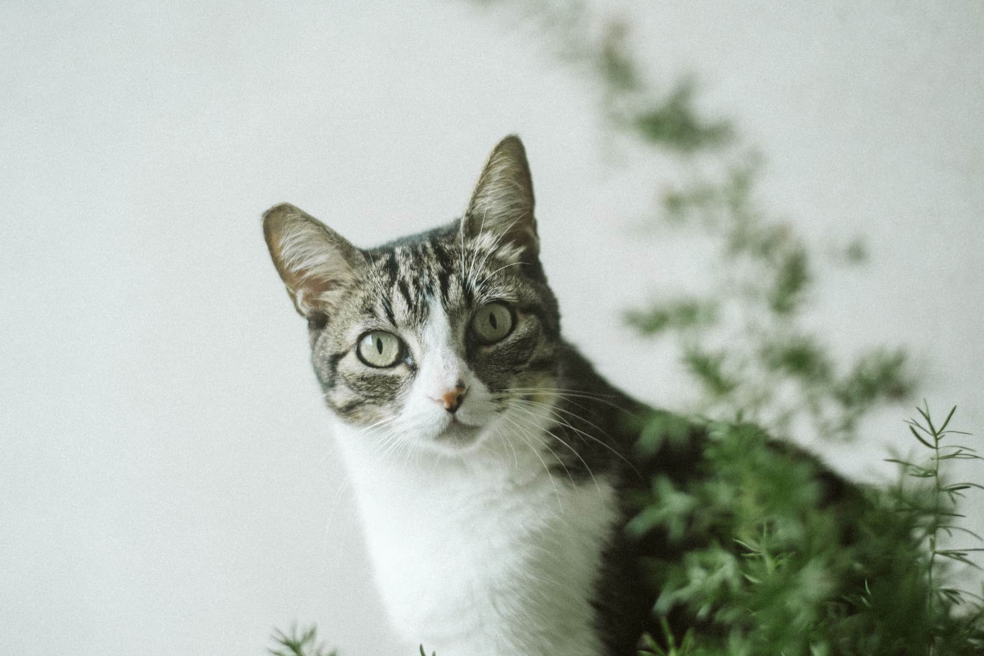 A tabby cat sitting beside indoor houseplants