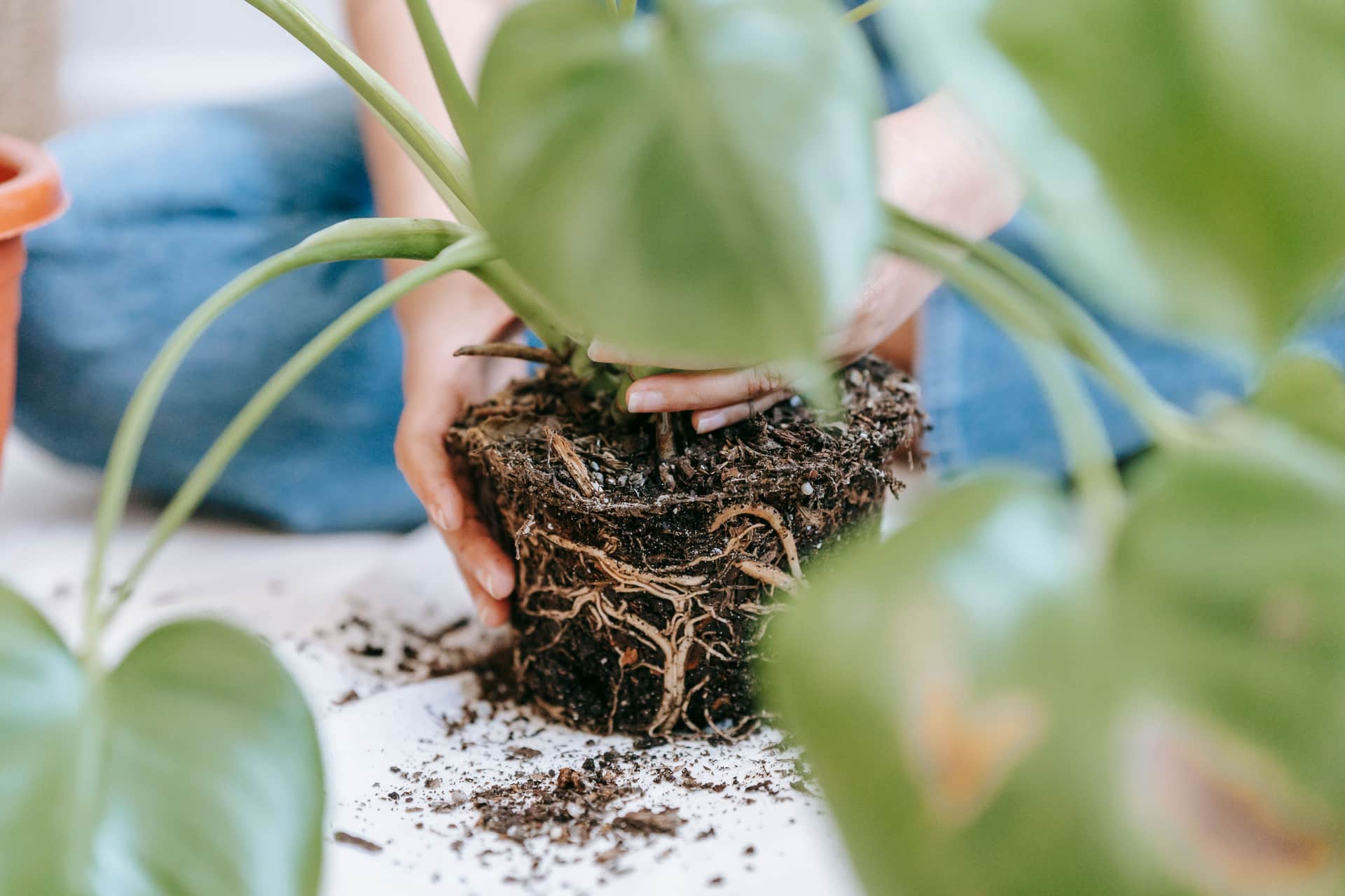 Hands potting a houseplant with soil and a pot on a table