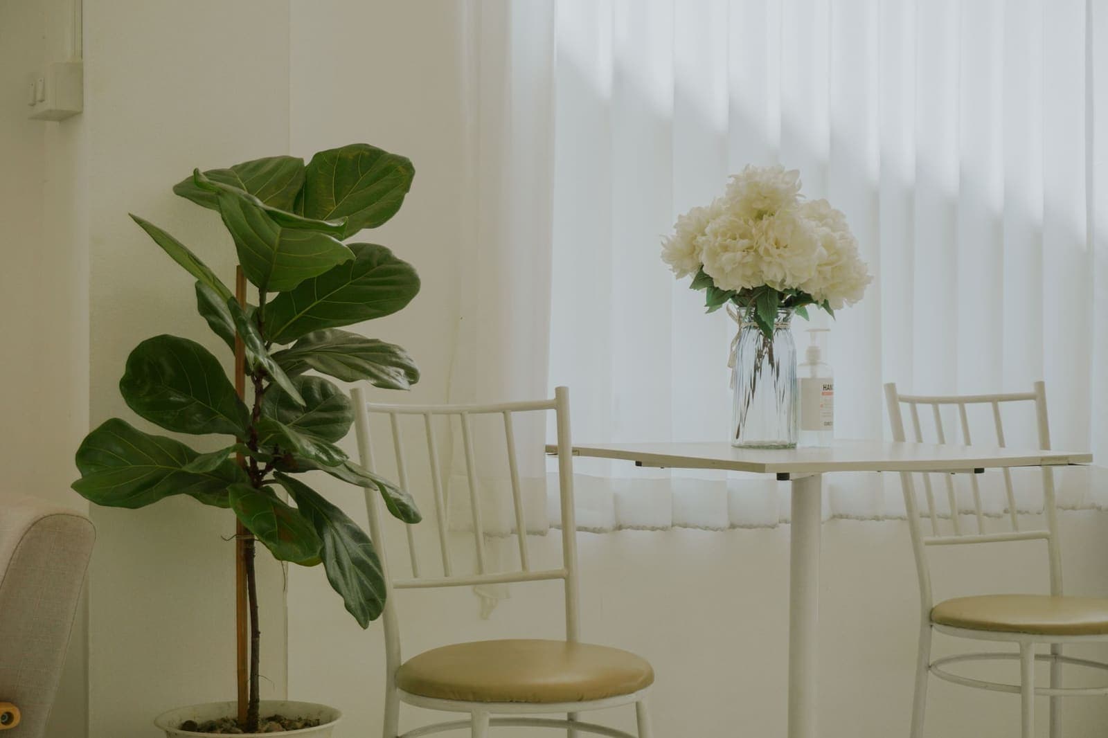 A fiddle leaf fig in a pot beside a bright window
