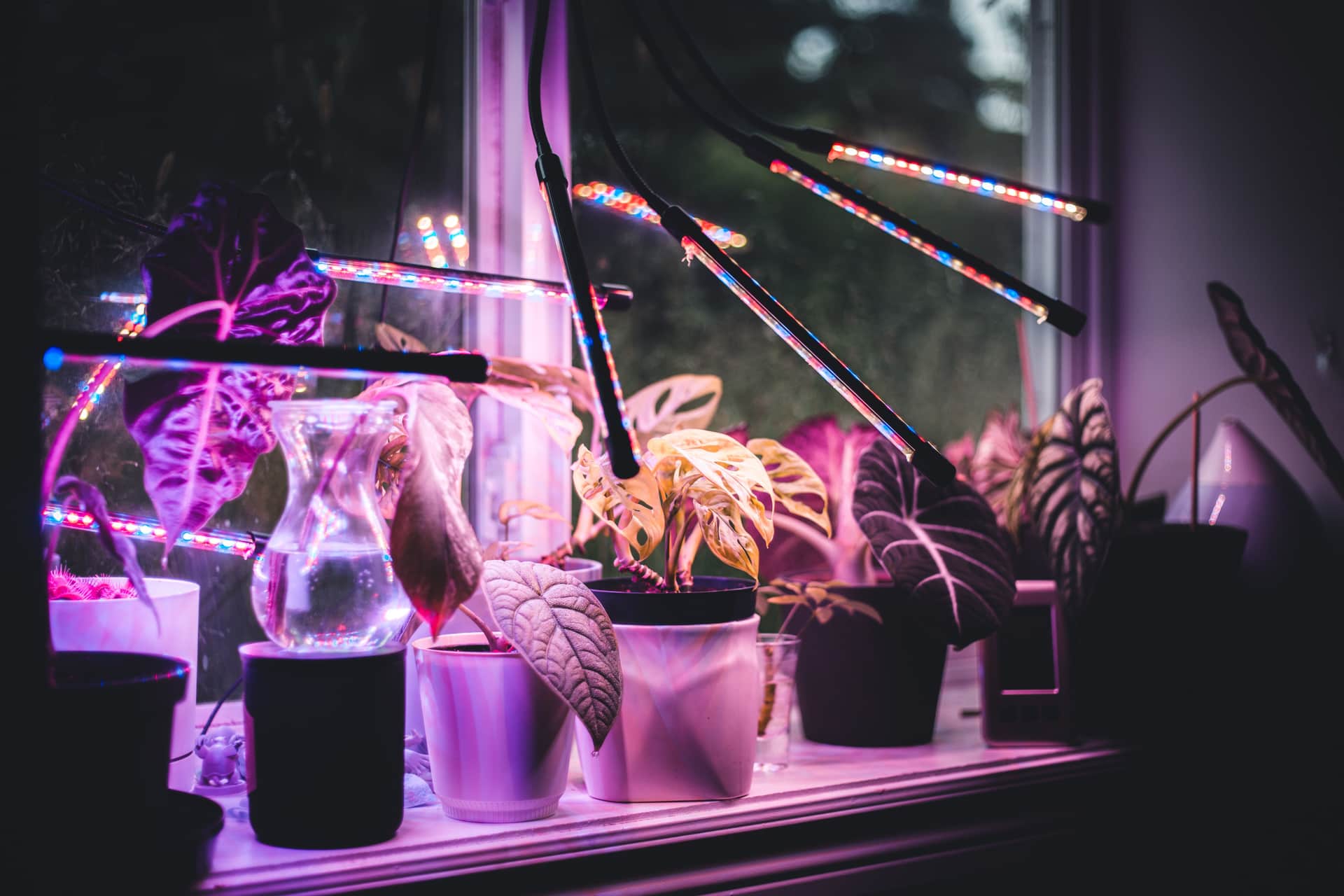 LED grow light bars mounted under a shelf above houseplants
