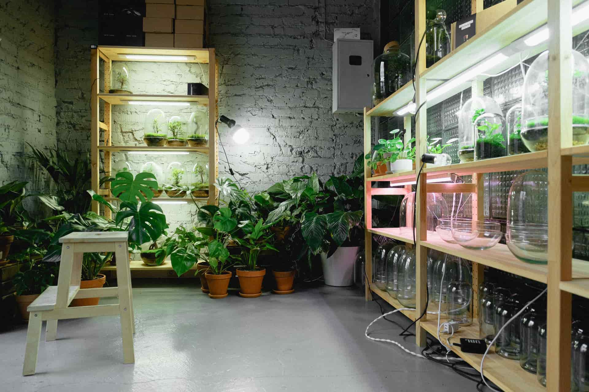 A shelf of houseplants under LED grow light bars