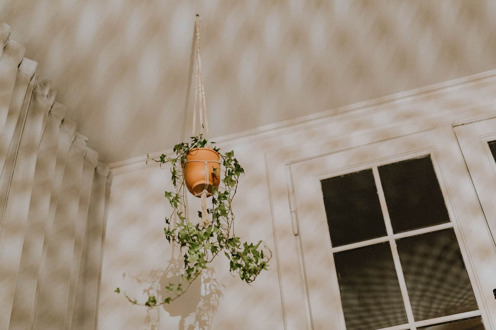 A hanging plant in front of a window casting shadows on a wall