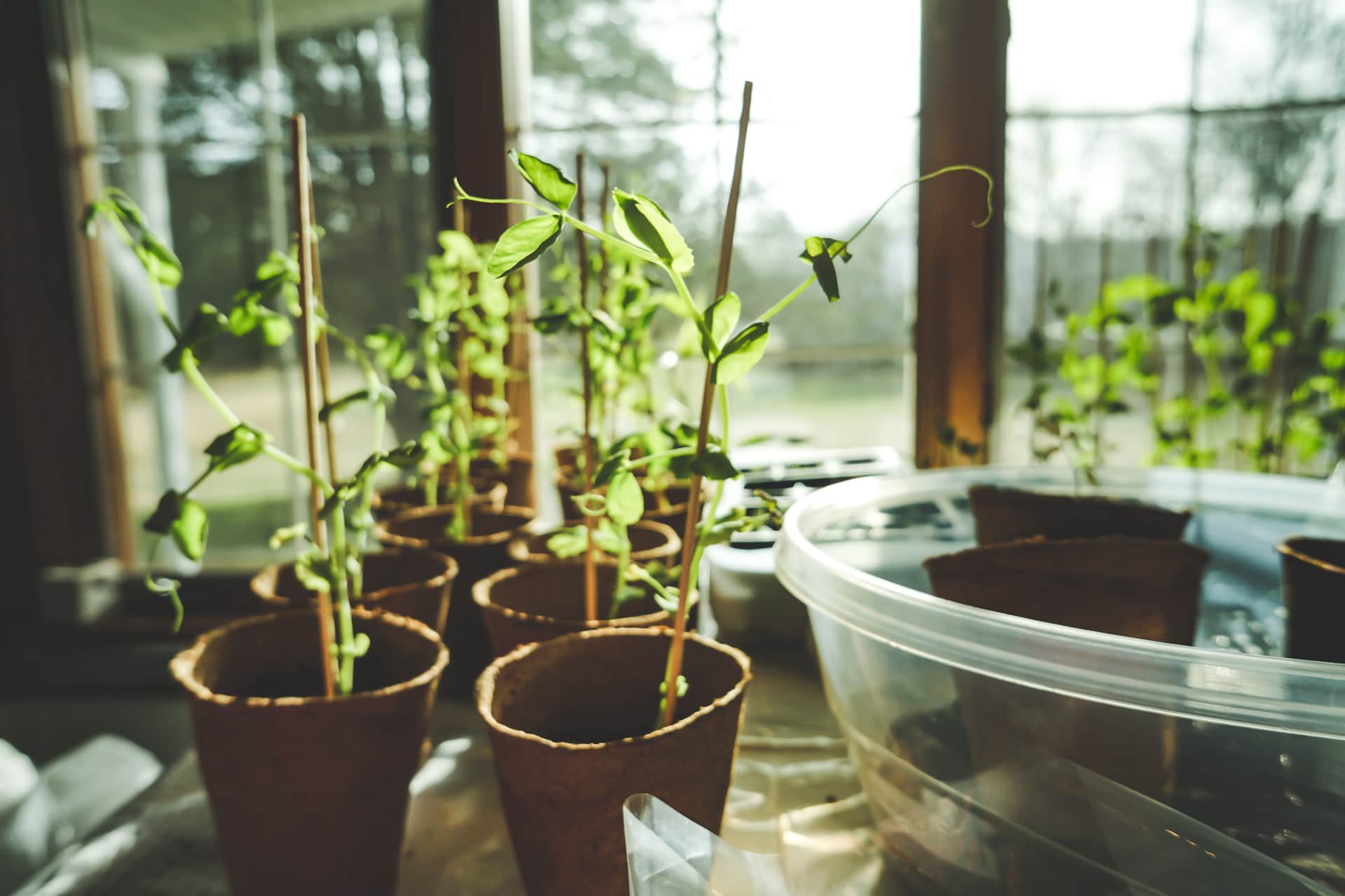 Young herb seedlings growing in bright natural light indoors