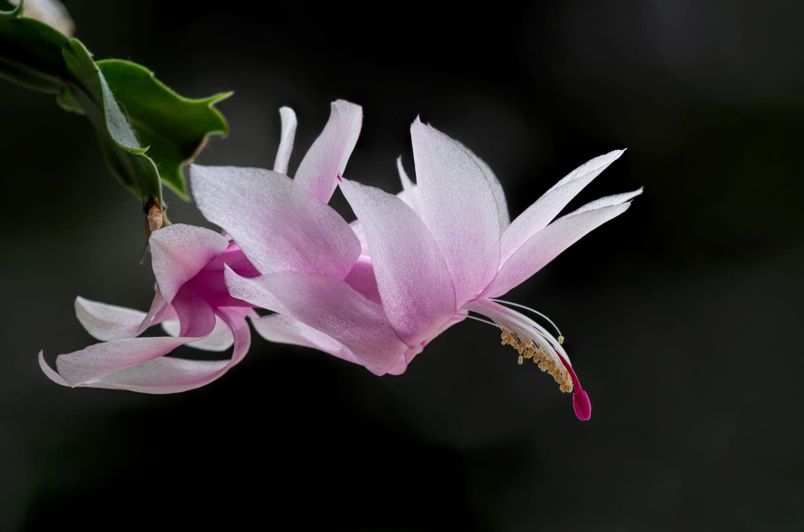 A pink Christmas cactus flower open at the end of a segmented stem