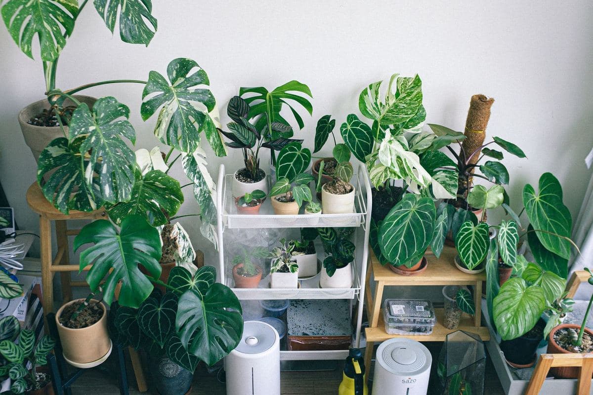 Two humidifiers running at the base of a crowded indoor plant shelf