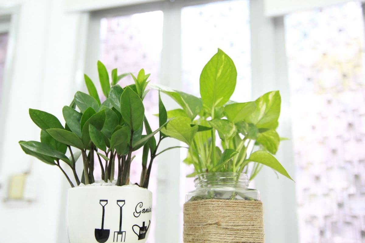 Houseplants in glazed indoor pots against a pale wall