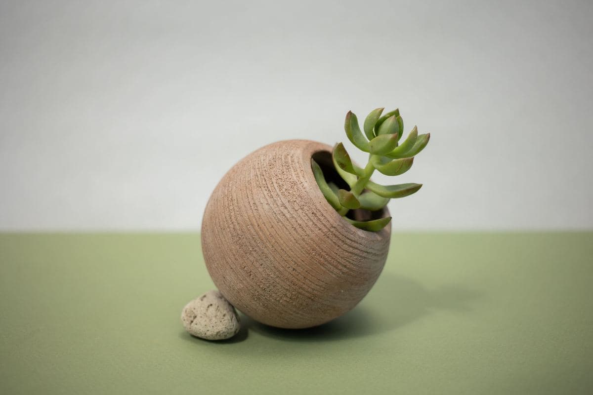 A jade plant in a round clay pot