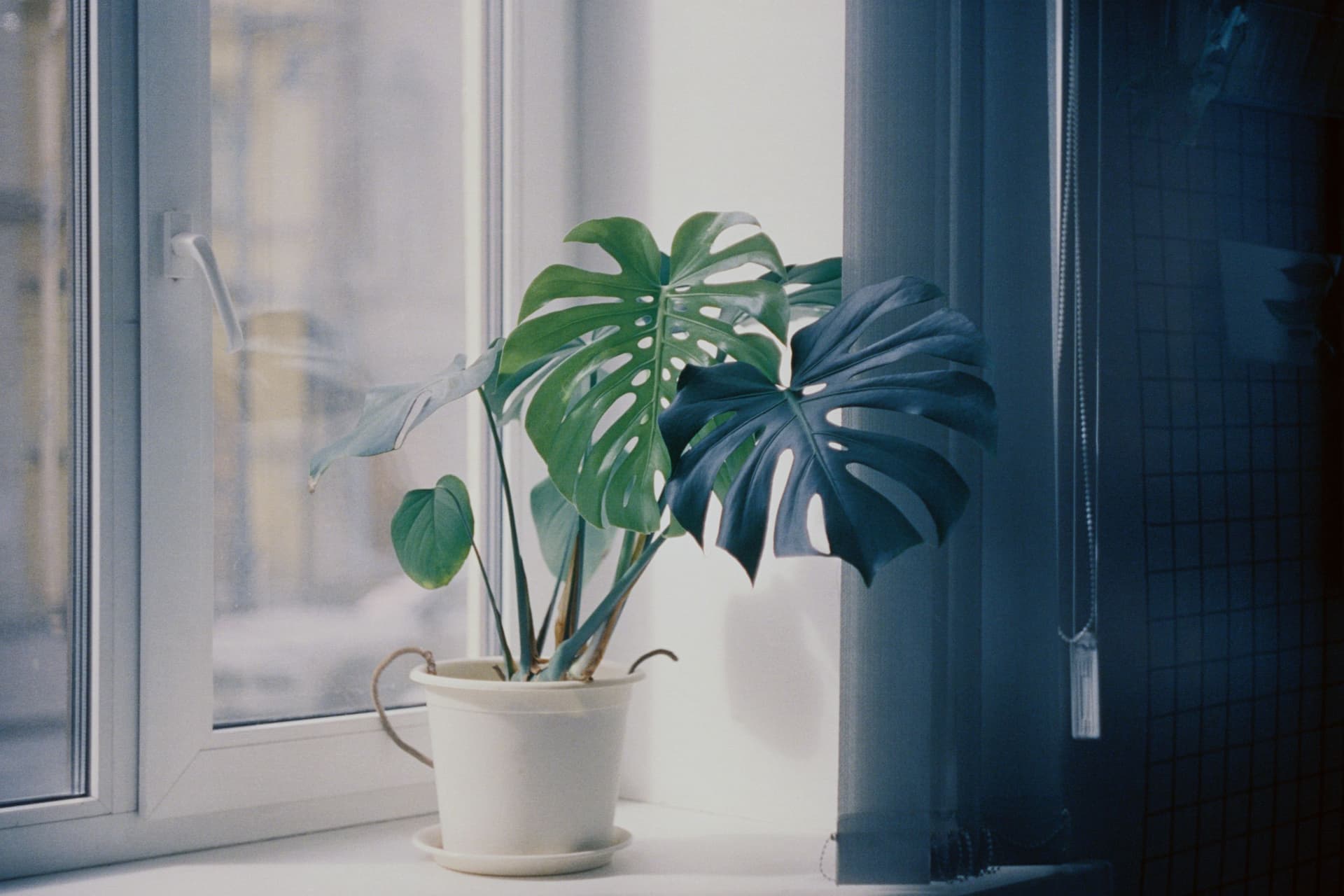 A monstera in a white pot beside a sunlit window