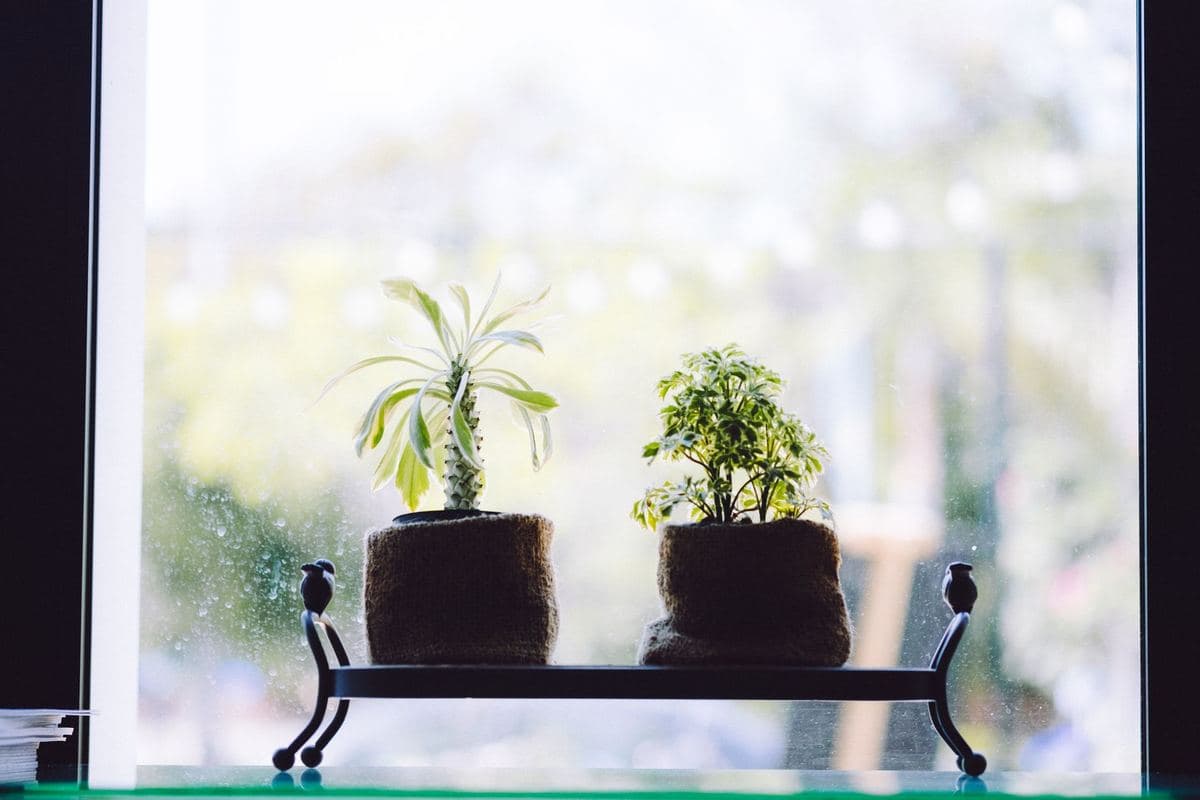 Two potted plants on a window sill with daylight behind them