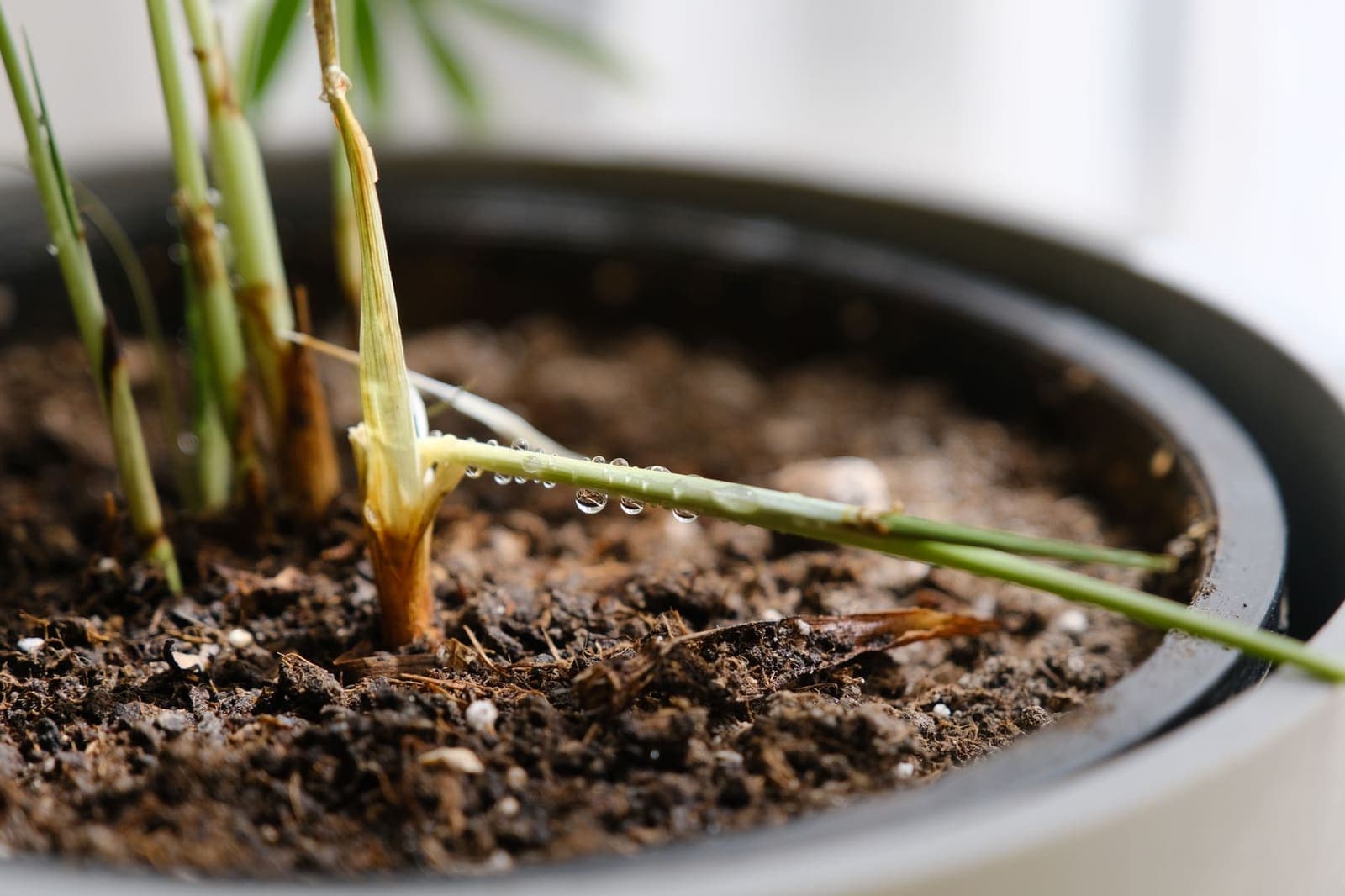 Damp potting mix with perlite in a plant pot, seen close up