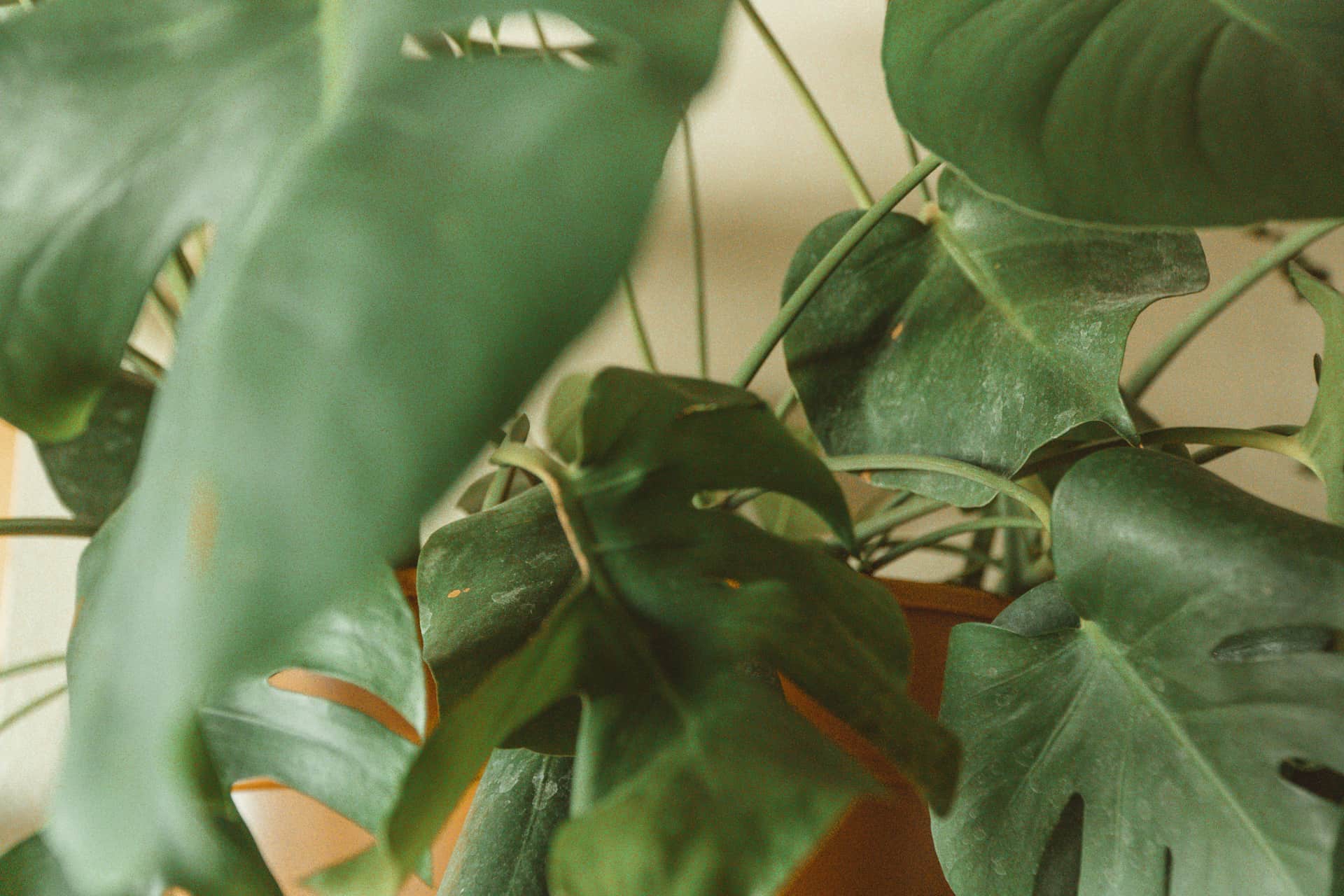 Close-up of split monstera leaves