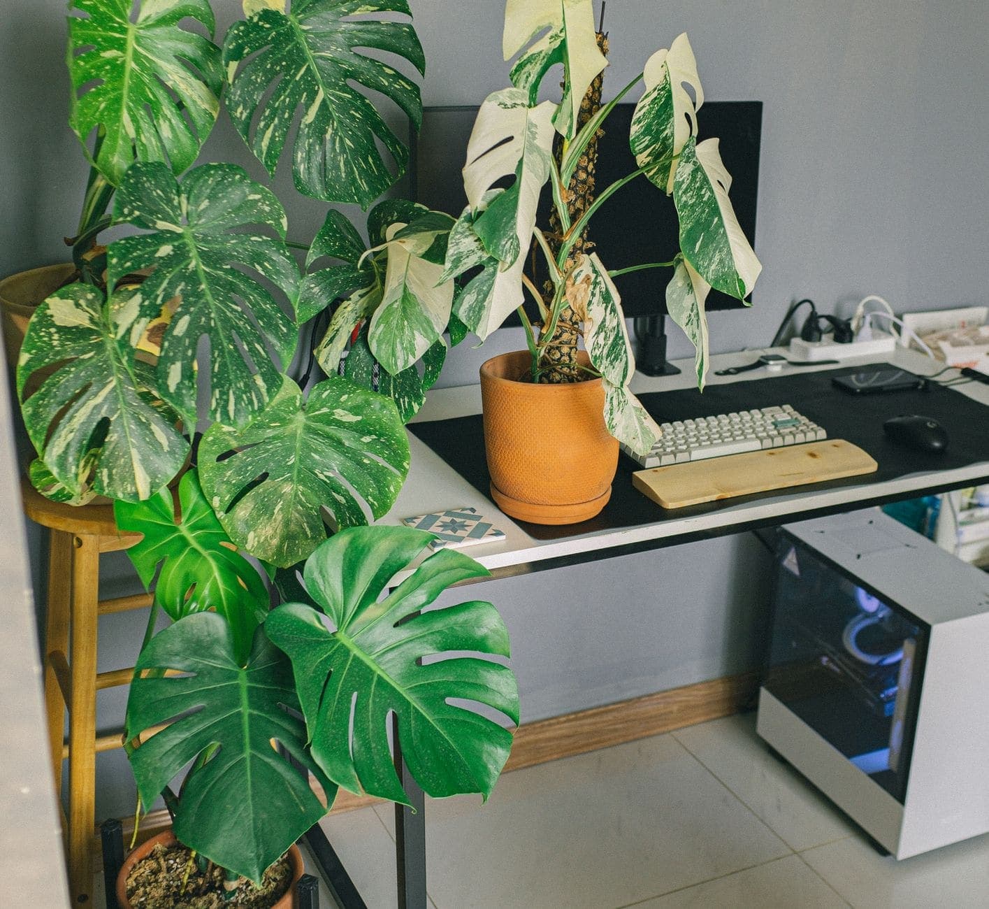 A variegated monstera growing up a support pole in a terracotta pot