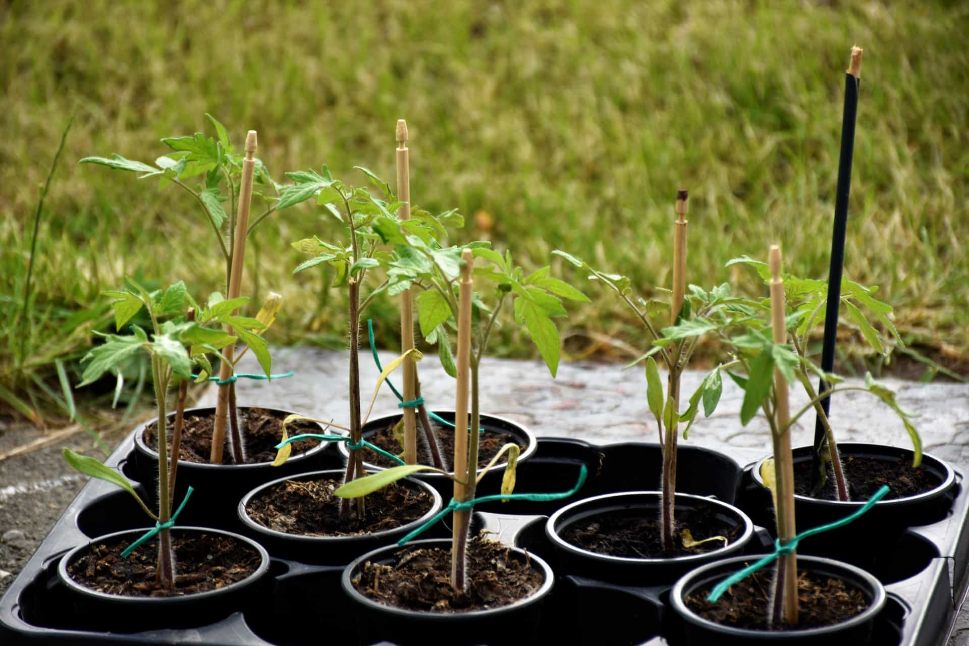 Seedlings growing in black plastic nursery pots