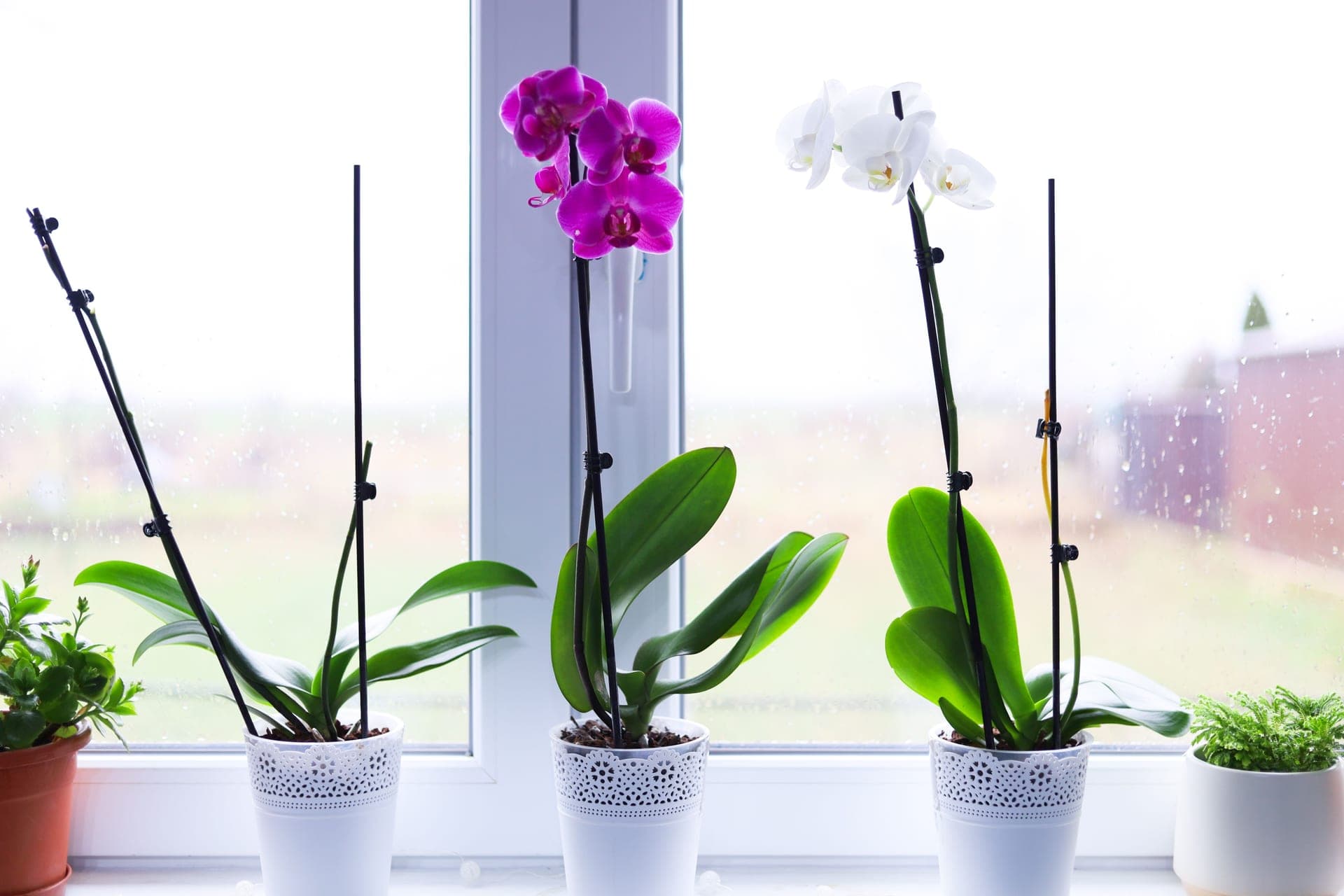 Orchids in pots on a bright windowsill indoors