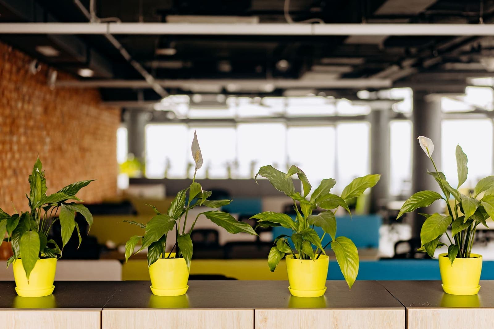 Peace lilies with white flowers in a row of pots indoors