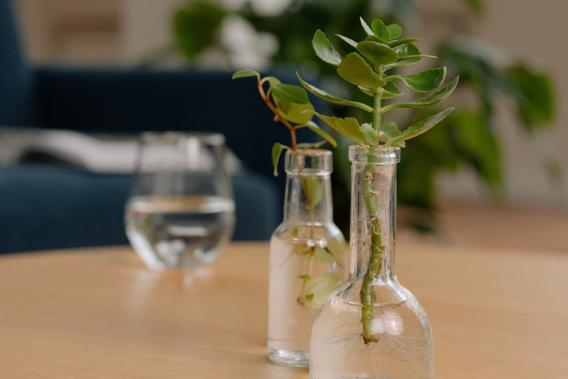Cuttings rooting in glass bottles on a wooden table