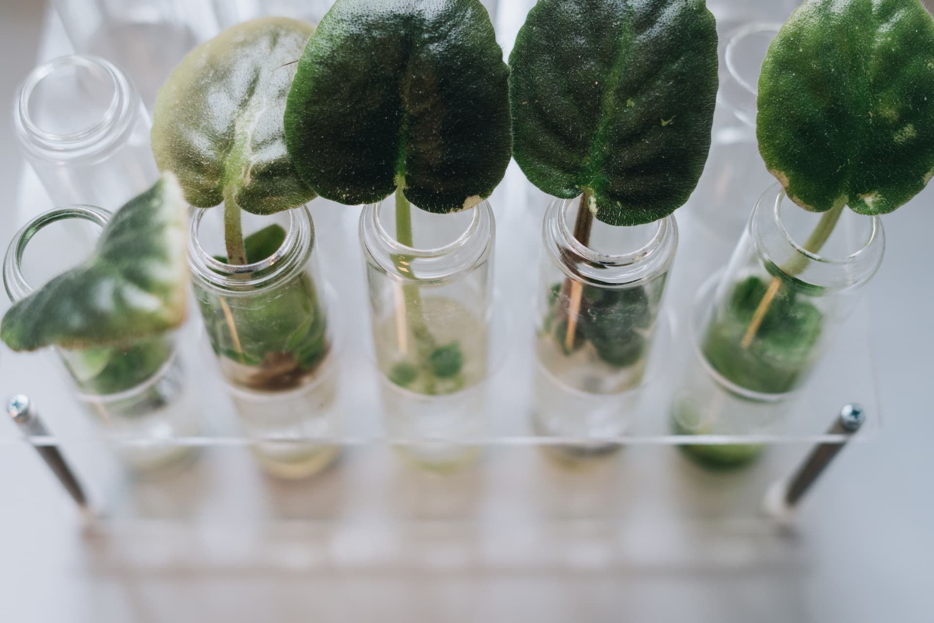 Glass vases holding leafy cuttings in a clear rack