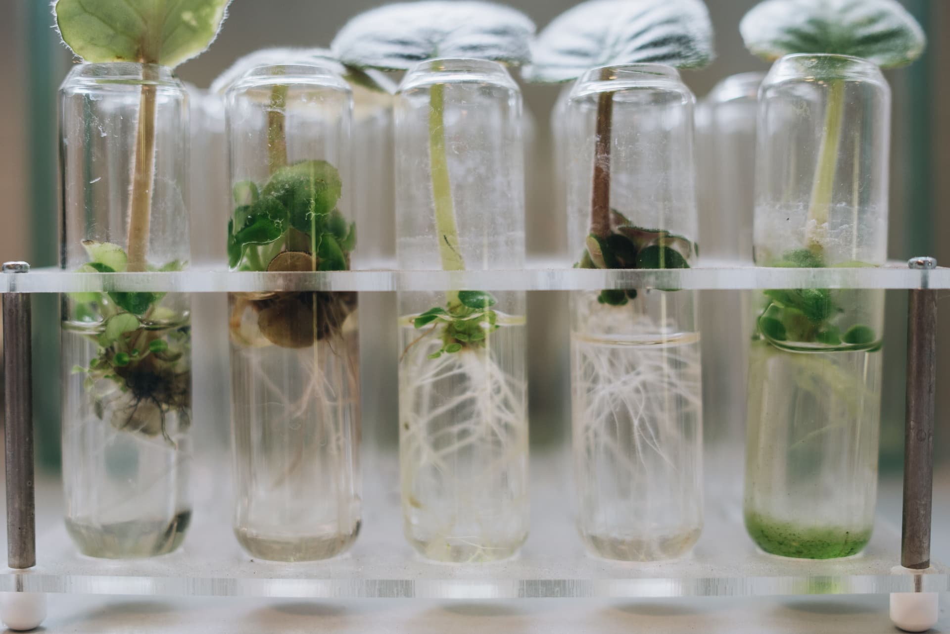 Glass test tubes holding plant cuttings in a rack
