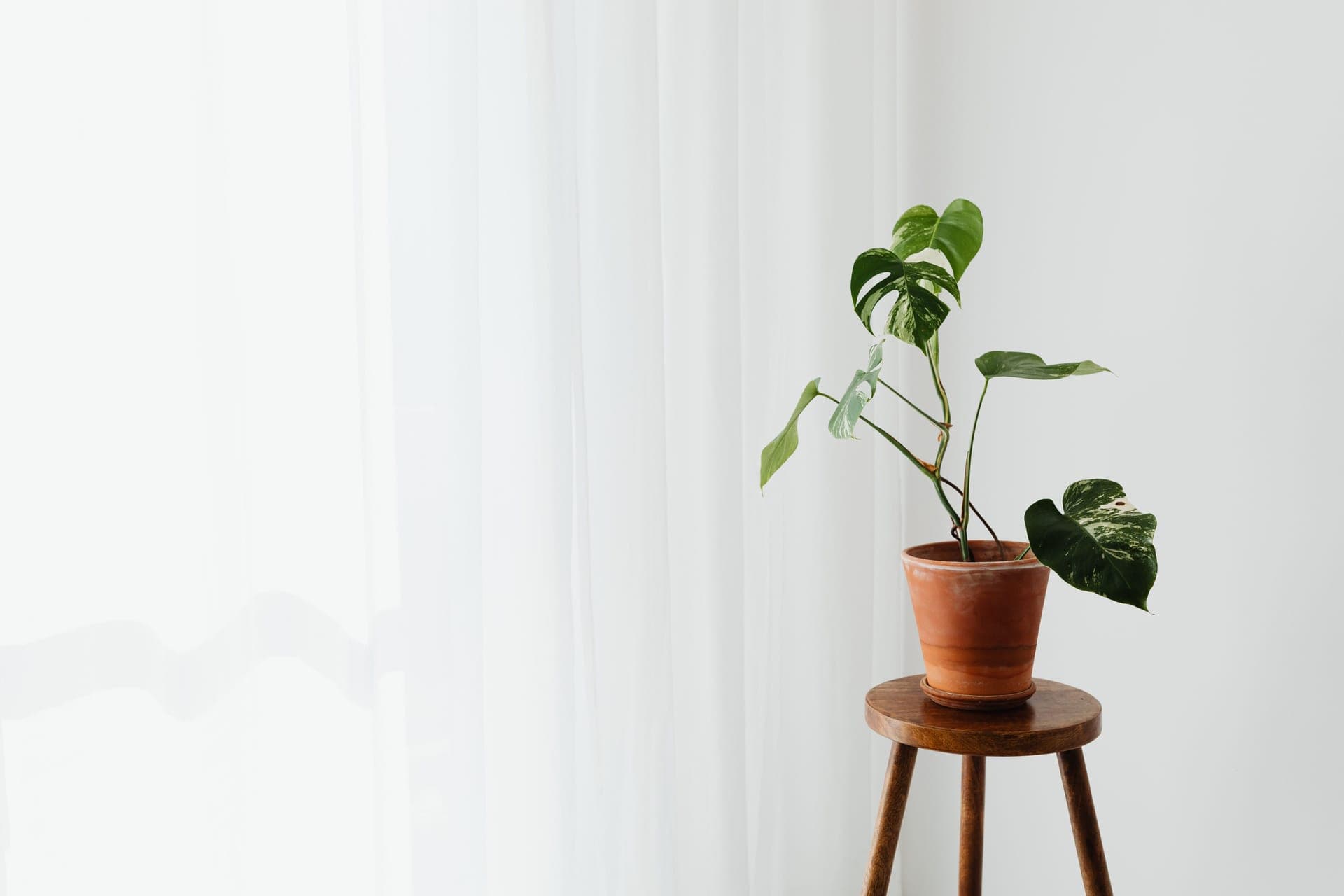 A monstera in a clay pot on a wooden stool beside a white curtain
