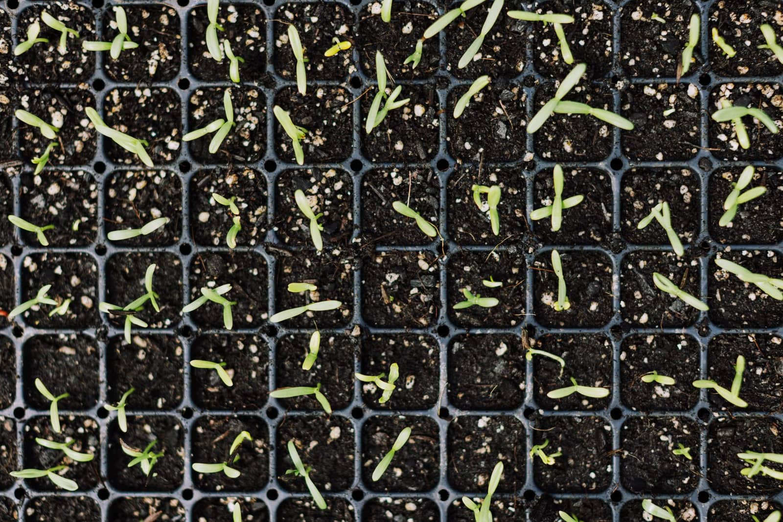 Young green seedlings growing in cell trays