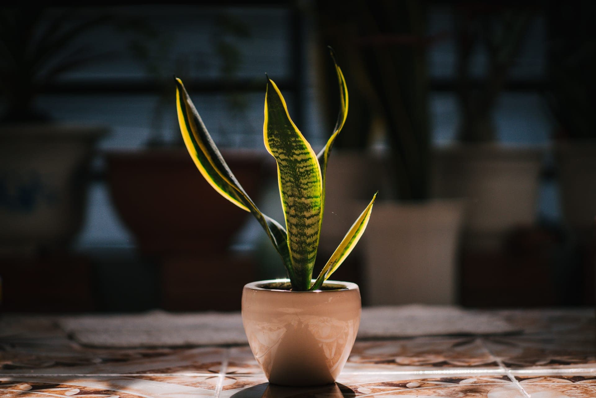A snake plant in a ceramic pot in bright indoor light
