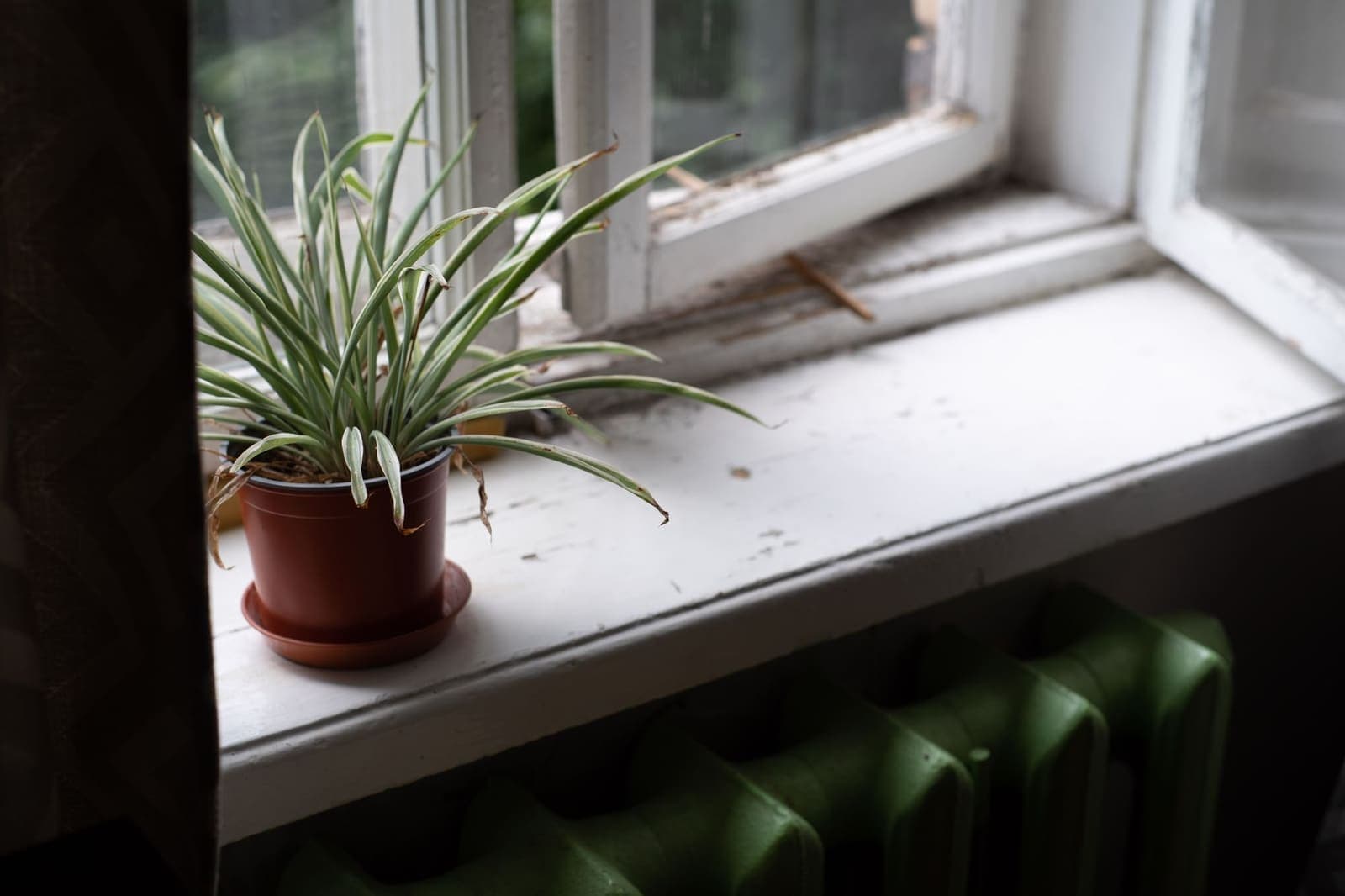 A spider plant with arching striped leaves on a windowsill