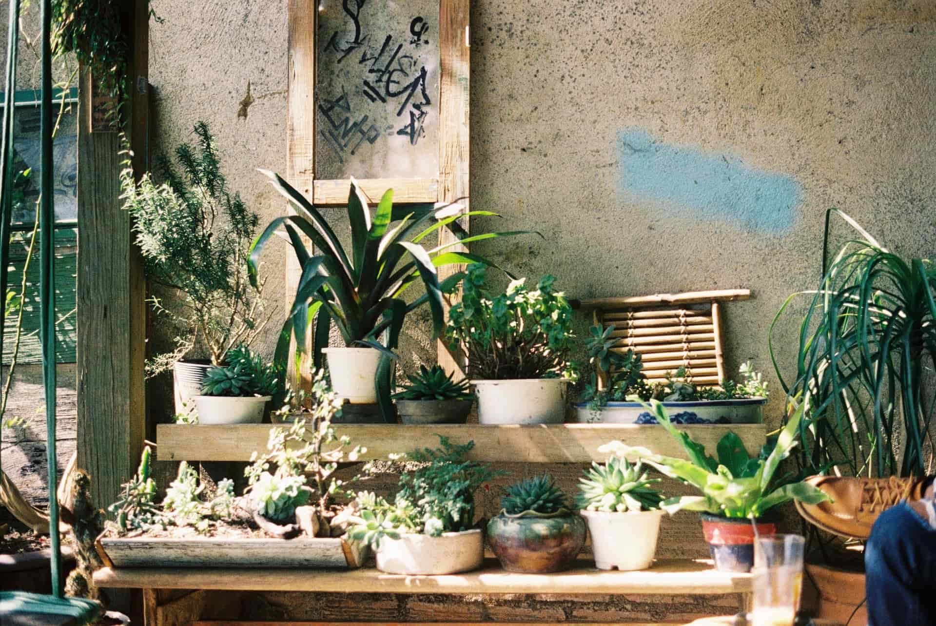 Potted houseplants arranged across the shelves of a wooden plant stand