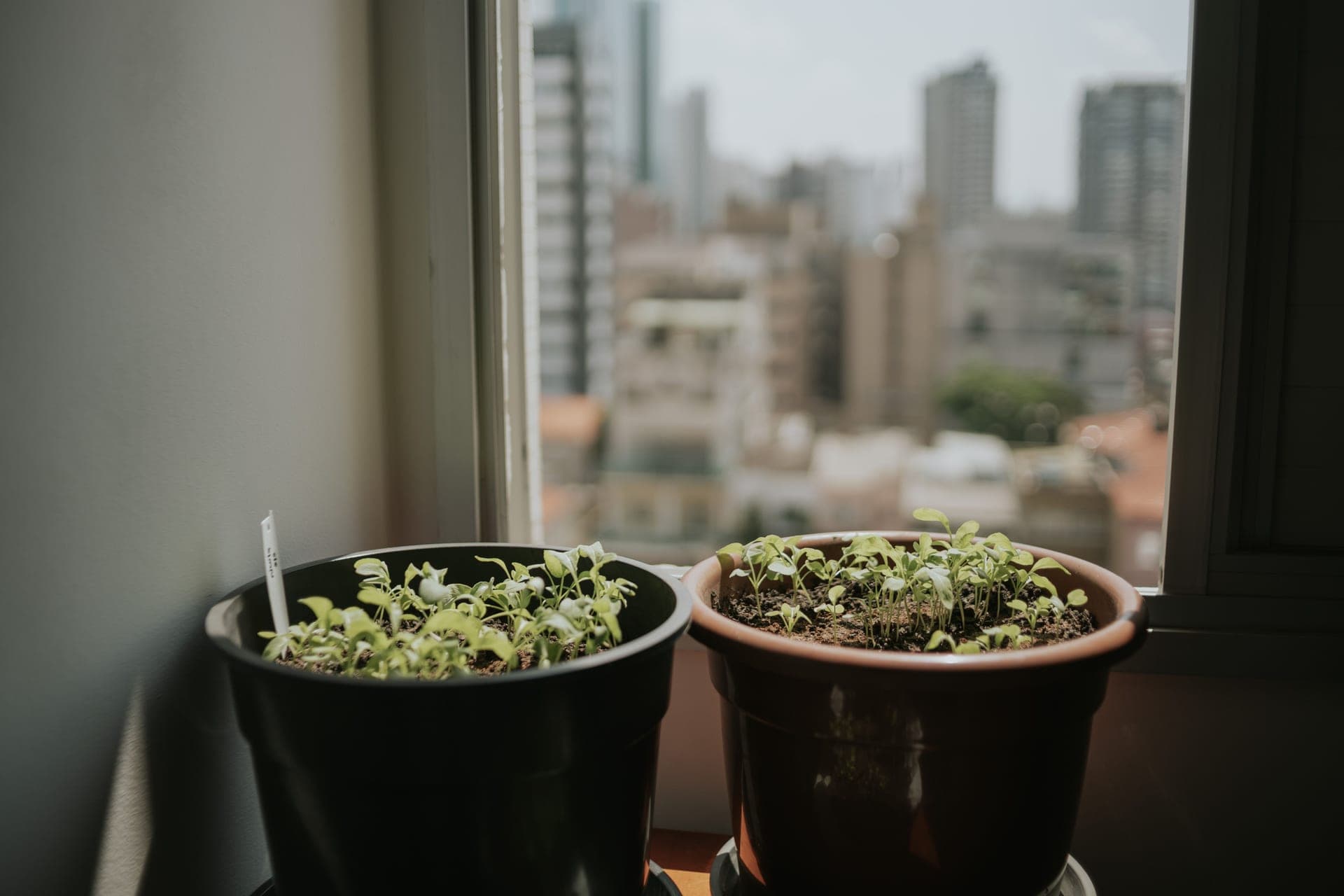 Two potted plants on a windowsill above a city view