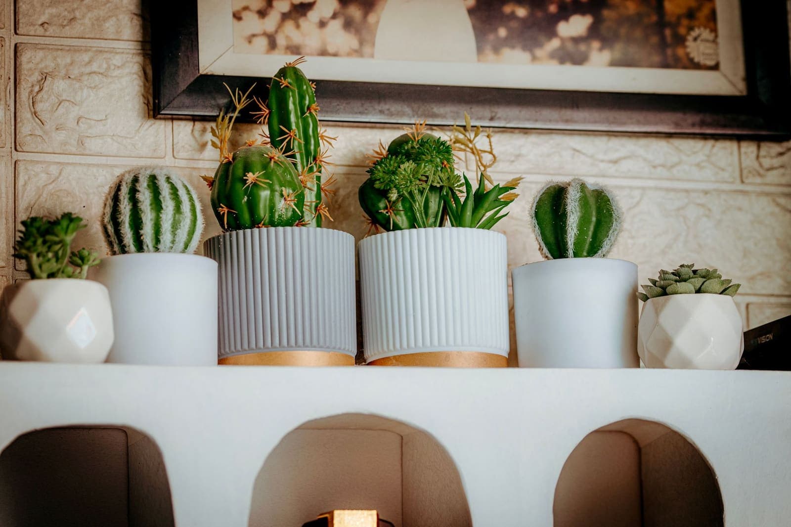 Small succulents and cacti in pots on a shelf indoors