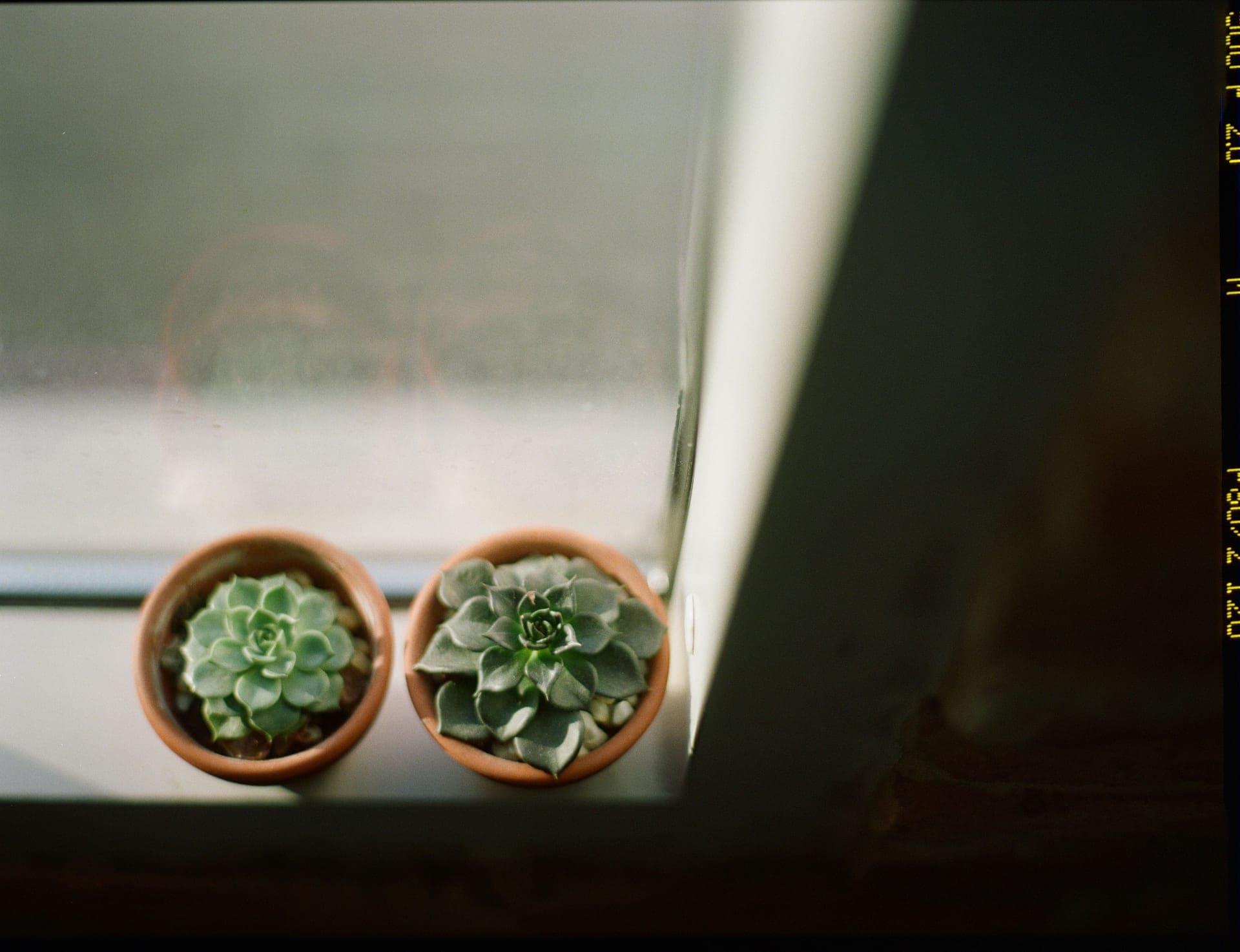 Potted succulents lined up on a bright windowsill