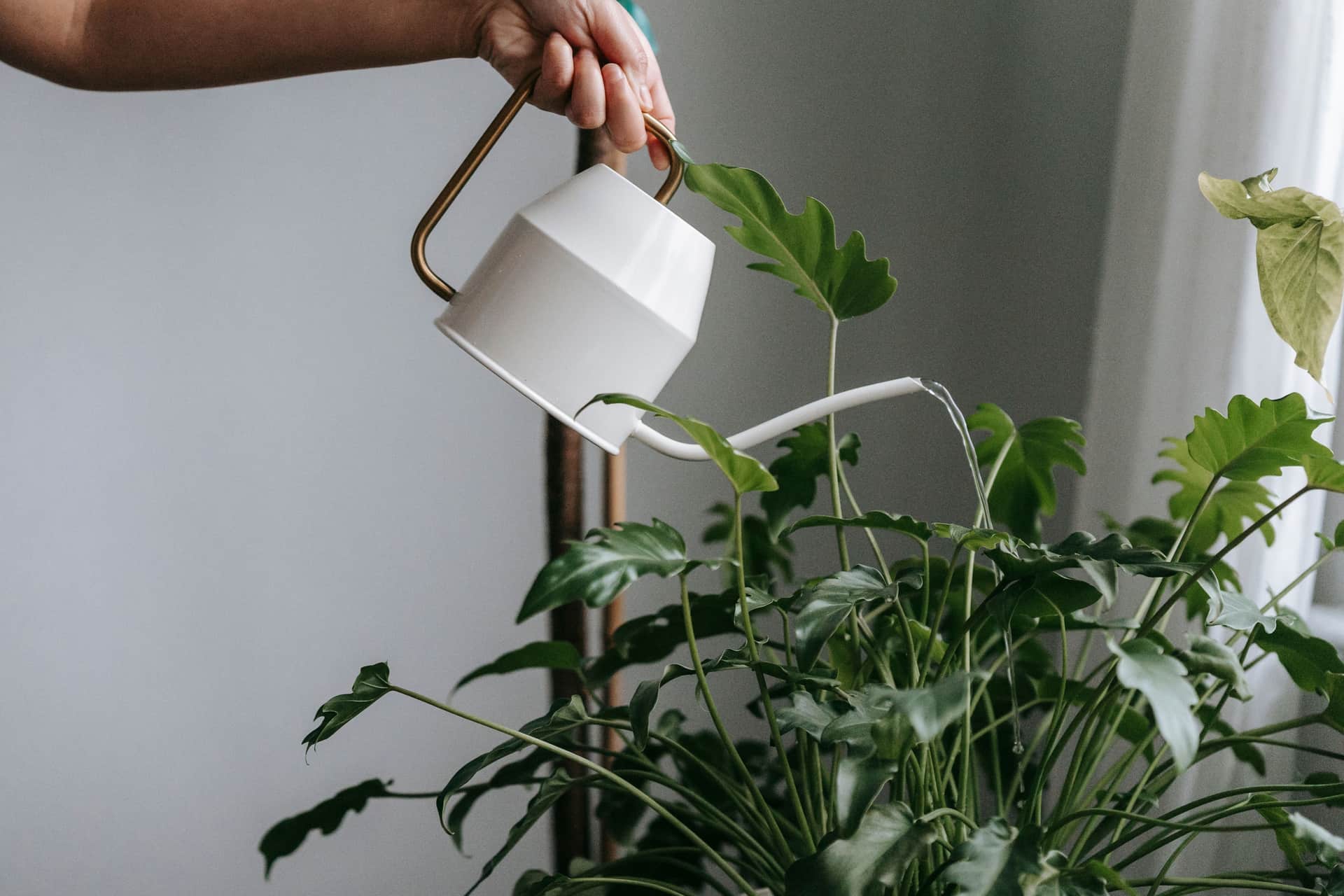 Watering can pouring into a potted plant in a bright room