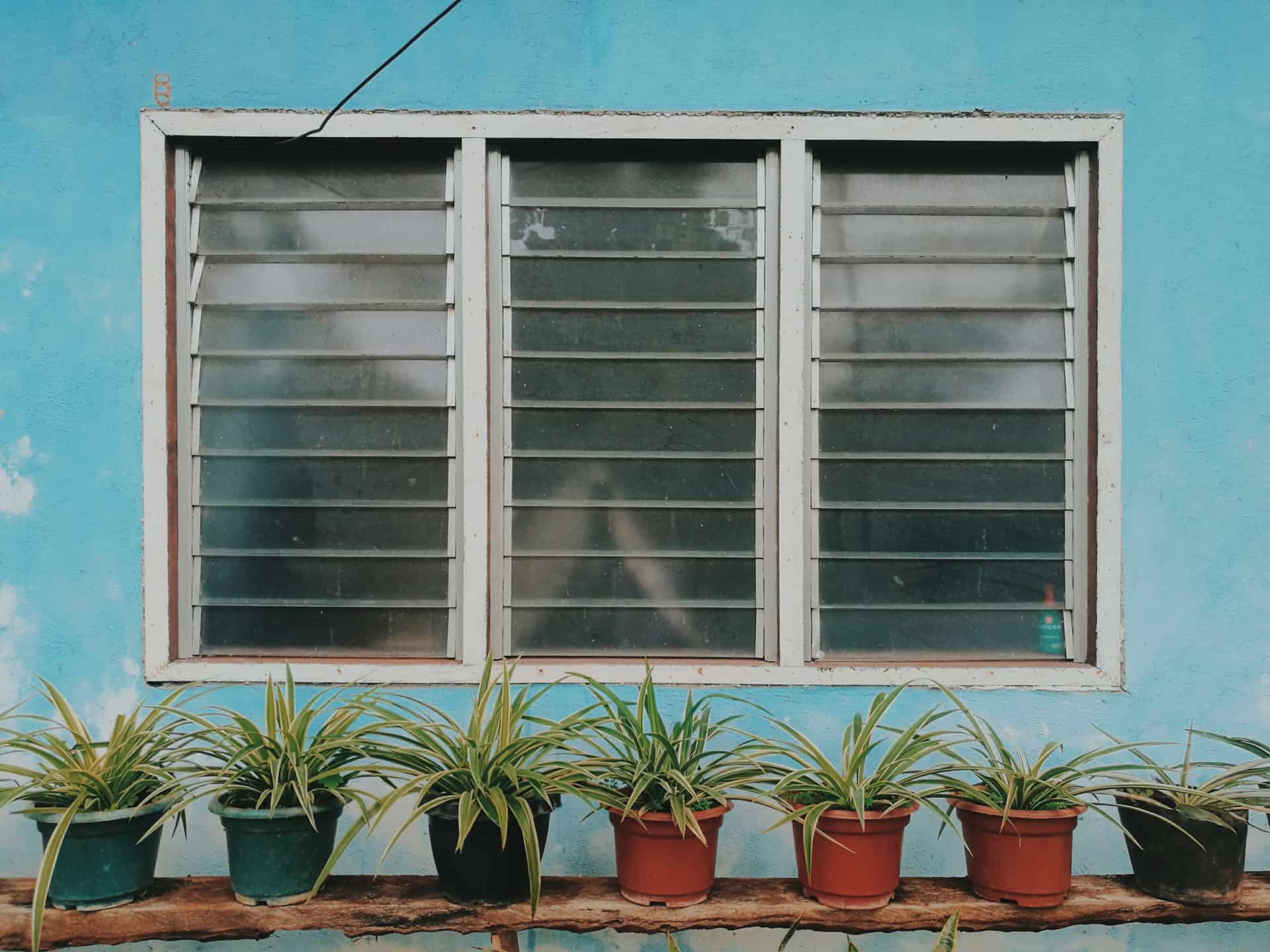 Potted plants lined along a window ledge on a painted facade