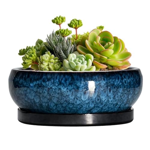EPFamily 6 in Shallow Bonsai Pot with Drainage and Saucer