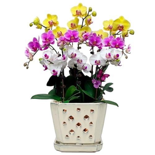 W&W Glazed Ceramic Orchid Pot with holes and saucer, 7 in