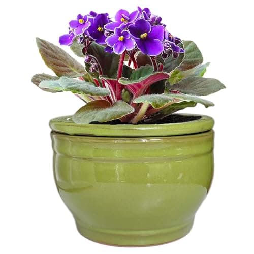 Dphagesy African Violet Self Watering Pot, 6 in, unglazed inner pot